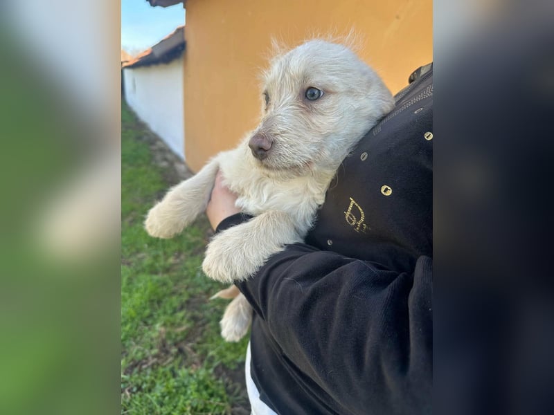 Aurora, geboren 11.12.2025, 32cm sucht ihre Familie