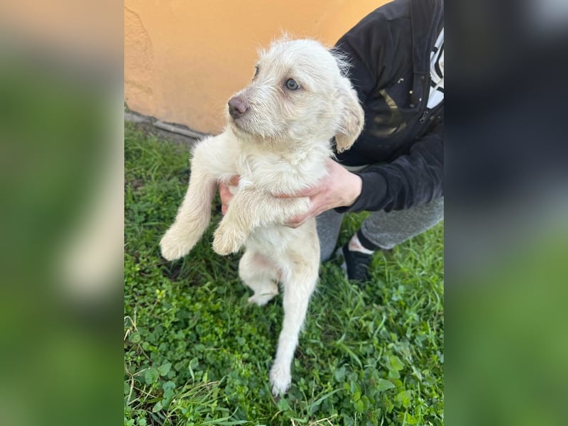 Aurora, geboren 11.12.2025, 32cm sucht ihre Familie