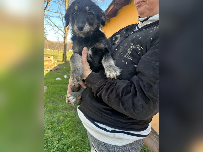 Ava, geboren 11.12.2025, 33cm sucht ihre Menschen