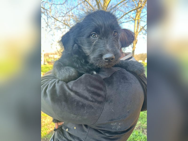 Tommy, geboren 11.12.2025, 36cm sucht sein Plätzchen