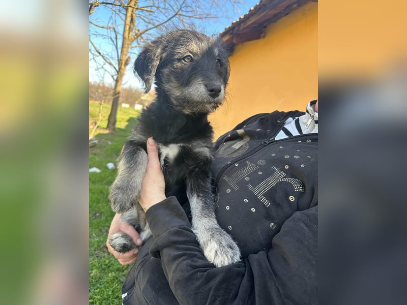 Ava, geboren 11.12.2025, 33cm sucht ihre Menschen