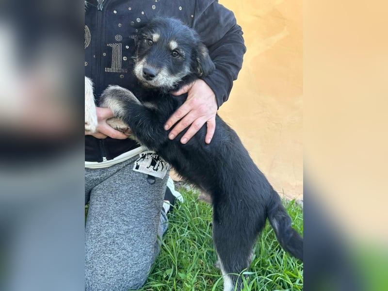 Timon, geboren 11.12.2025, 35cm sucht sein Körbchen