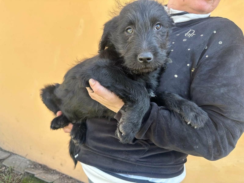 Tommy, geboren 11.12.2025, 36cm sucht sein Plätzchen