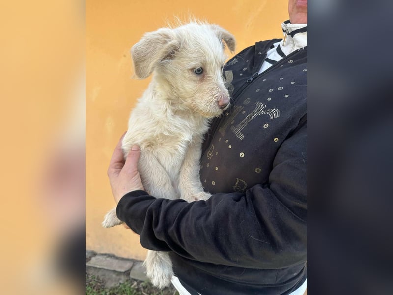 Aurora, geboren 11.12.2025, 32cm sucht ihre Familie