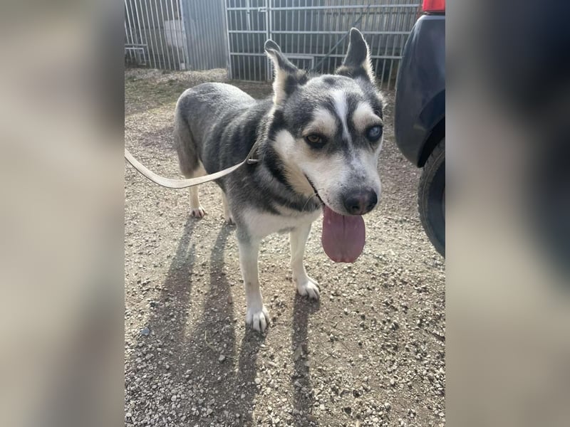 Dakota tolle Husky Mix Hündin mit leichtem Handicap
