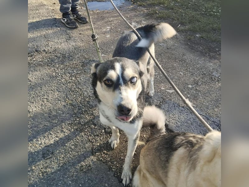 Dakota tolle Husky Mix Hündin mit leichtem Handicap