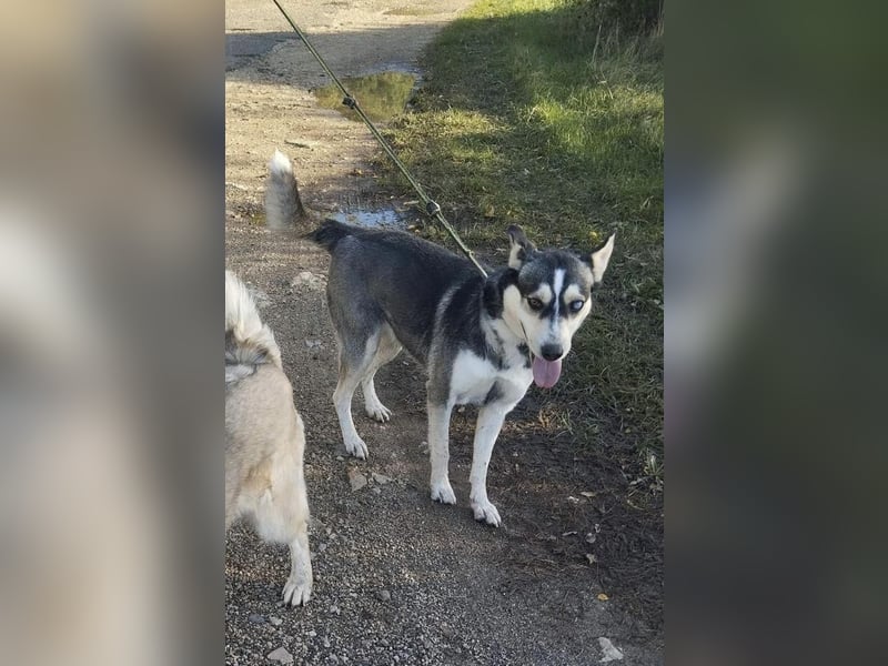 Dakota tolle Husky Mix Hündin mit leichtem Handicap