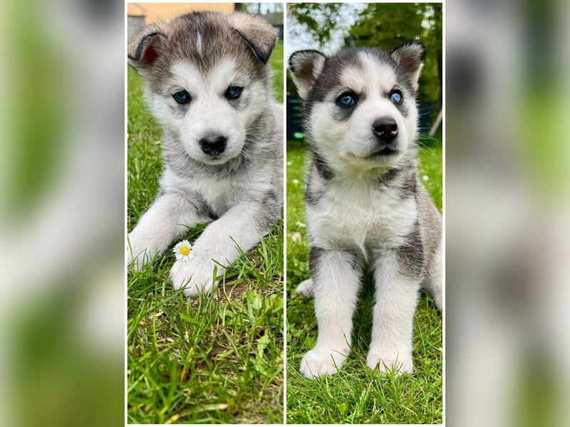 Husky Welpen