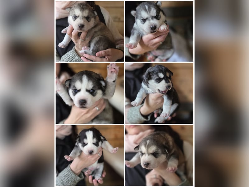 Husky Welpen