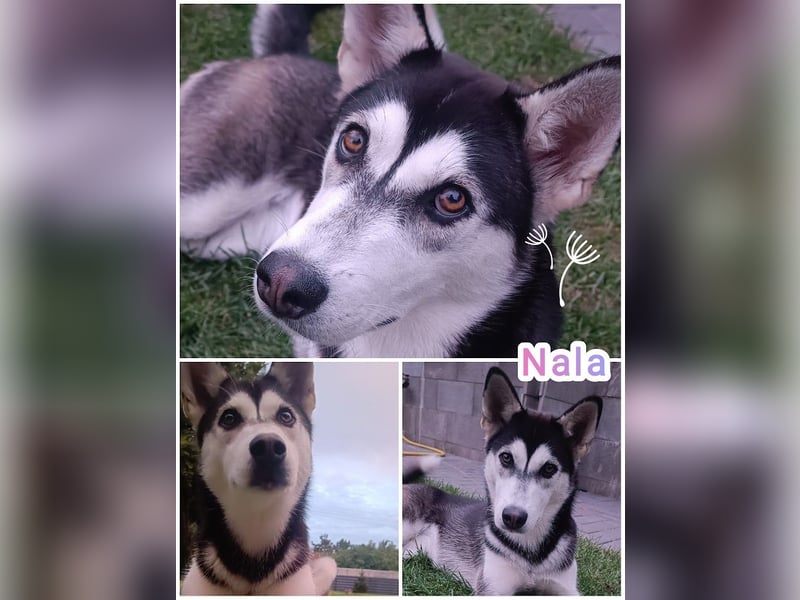 Husky Welpen