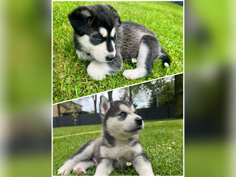 Husky Welpen
