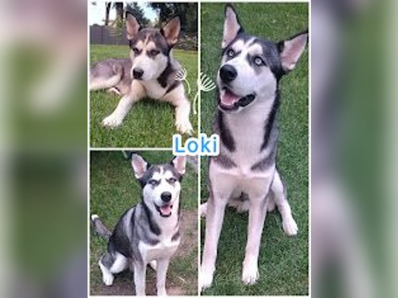 Husky Welpen