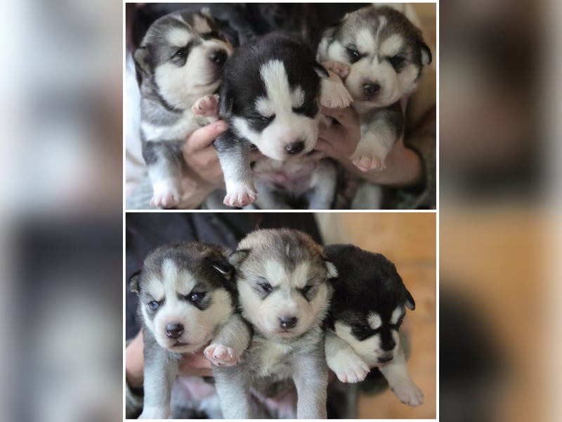 Husky Welpen