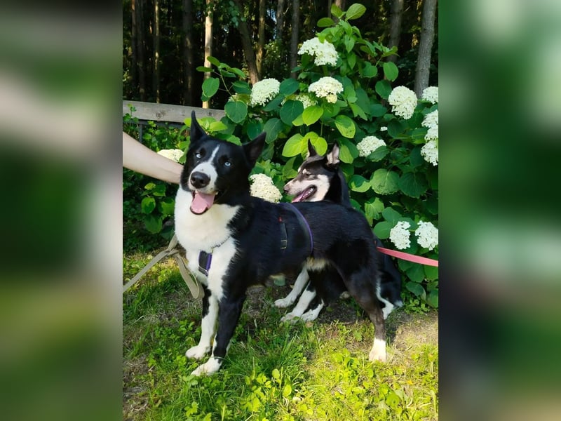 Vernünftiger LEVIN sucht eine Familie