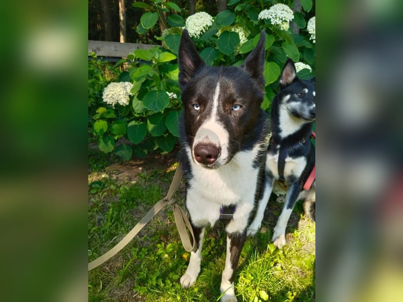 Vernünftiger LEVIN sucht eine Familie