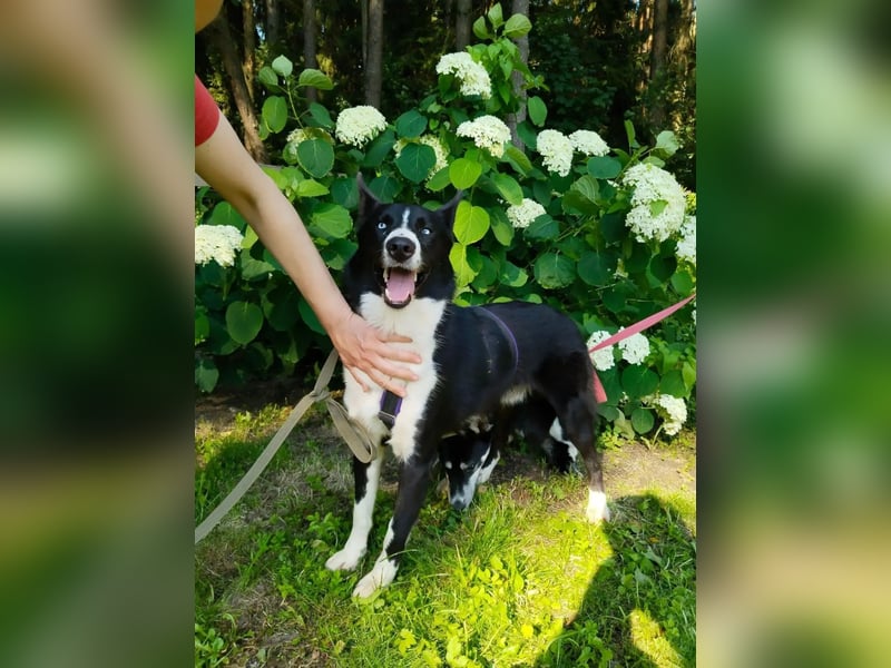 Vernünftiger LEVIN sucht eine Familie