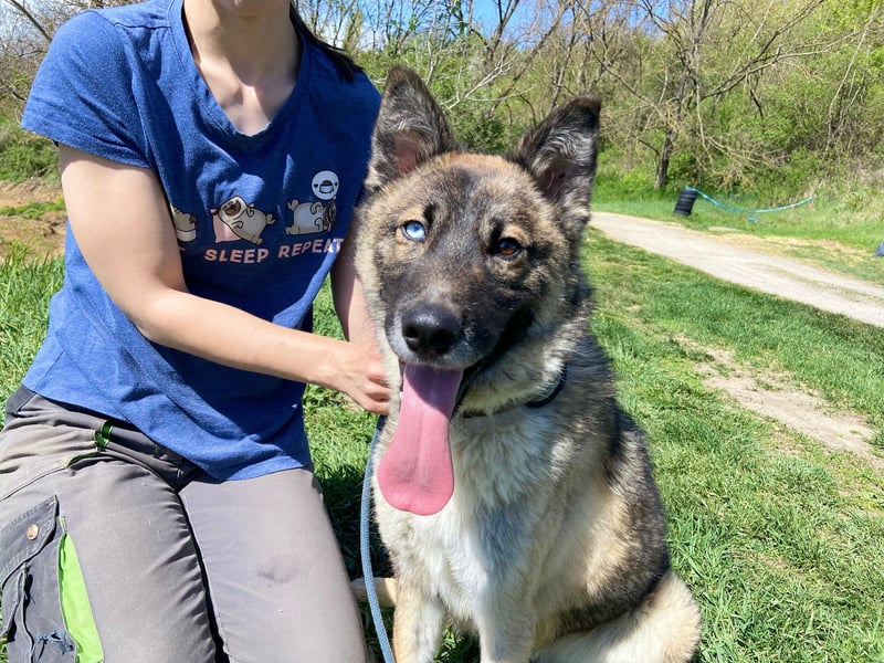 Wunderschöner, liebevoller Husky ähnlicher Junghund, 1J., kastriert*