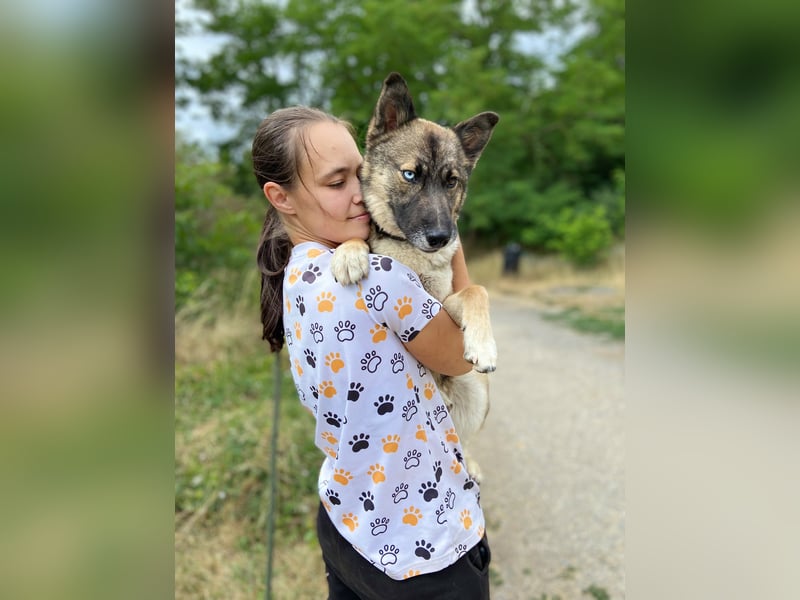 Wunderschöner, liebevoller Husky ähnlicher Junghund, 1J., kastriert*