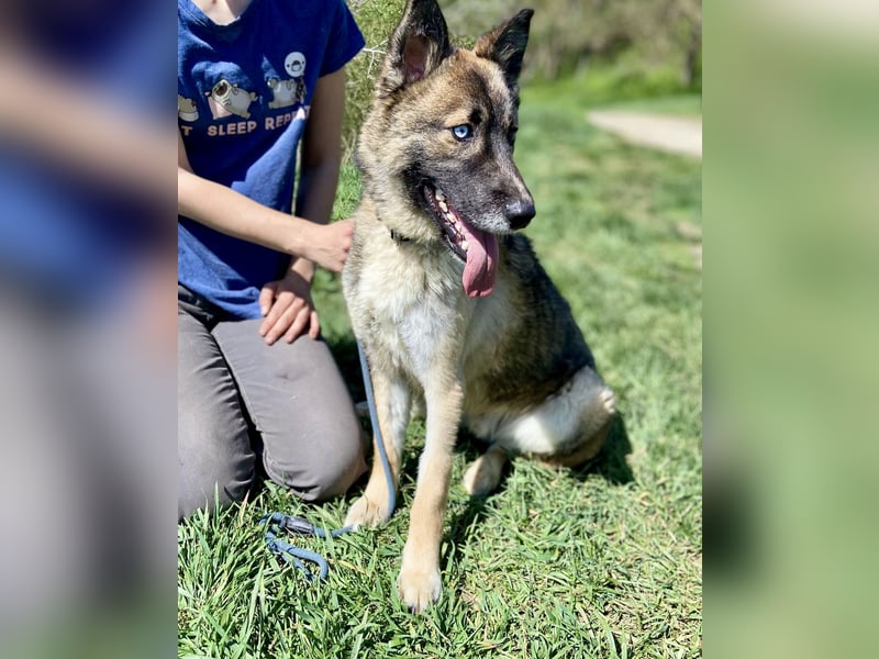Wunderschöner, liebevoller Husky ähnlicher Junghund, 1J., kastriert*