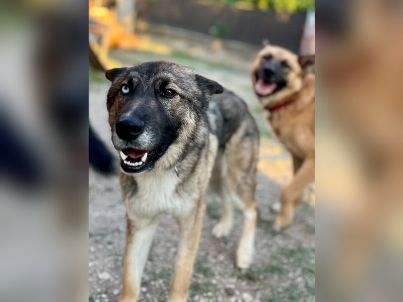 Wunderschöner, liebevoller Husky ähnlicher Junghund, 1J., kastriert*
