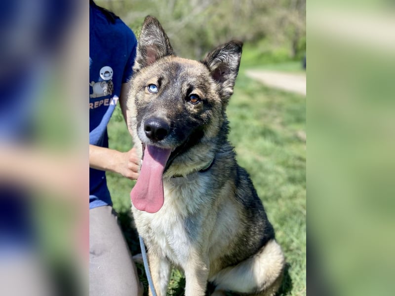 Wunderschöner, liebevoller Husky ähnlicher Junghund, 1J., kastriert*