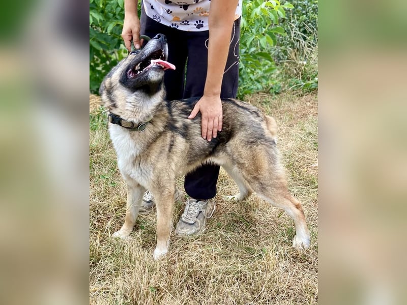 Wunderschöner, liebevoller Husky ähnlicher Junghund, 1J., kastriert*