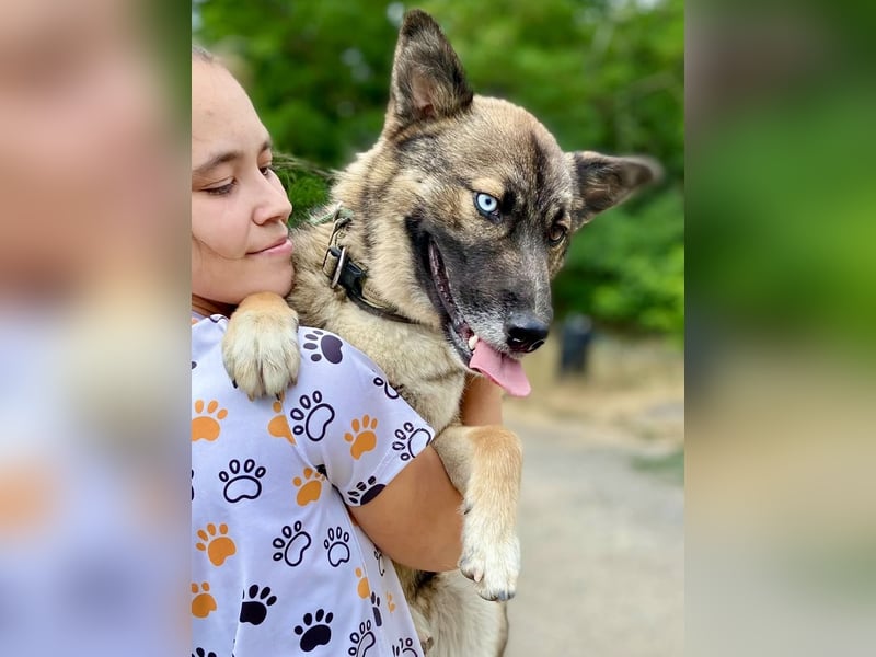 Wunderschöner, liebevoller Husky ähnlicher Junghund, 1J., kastriert*