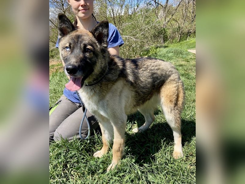 Wunderschöner, liebevoller Husky ähnlicher Junghund, 1J., kastriert*