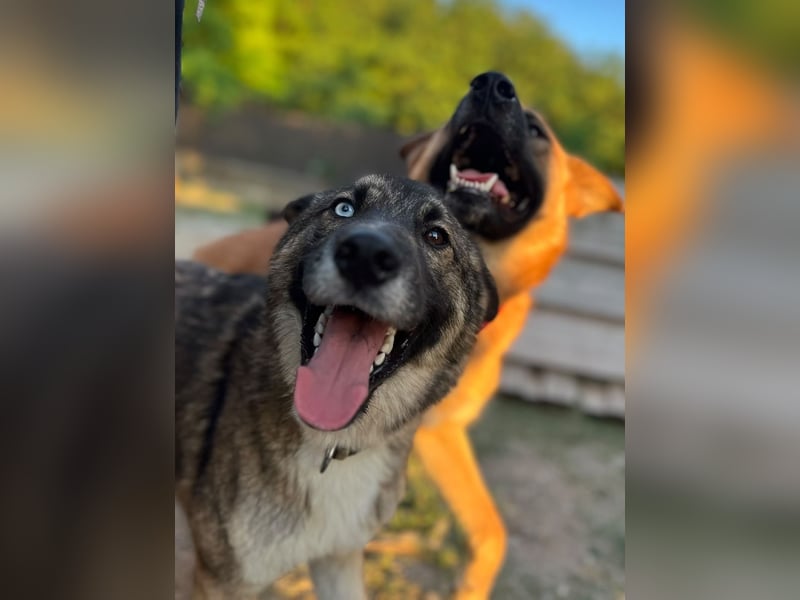 Wunderschöner, liebevoller Husky ähnlicher Junghund, 1J., kastriert*