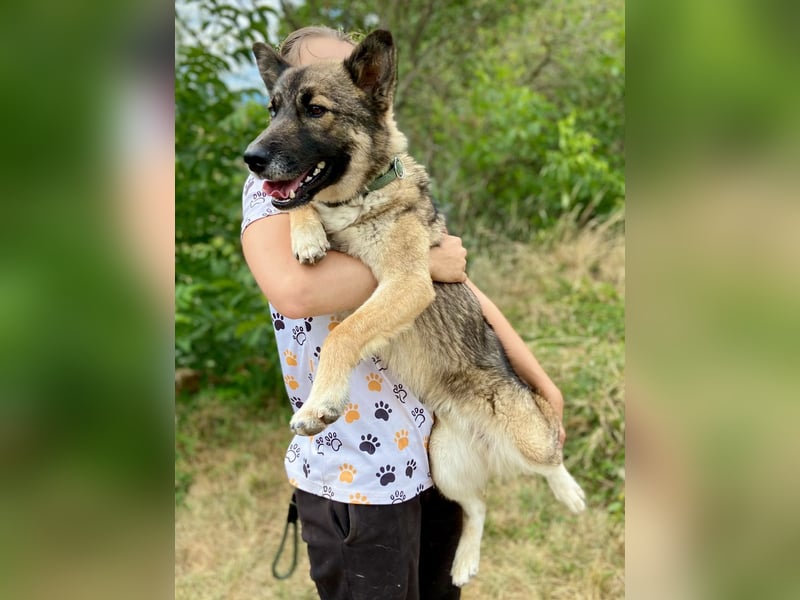 Wunderschöner, liebevoller Husky ähnlicher Junghund, 1J., kastriert*