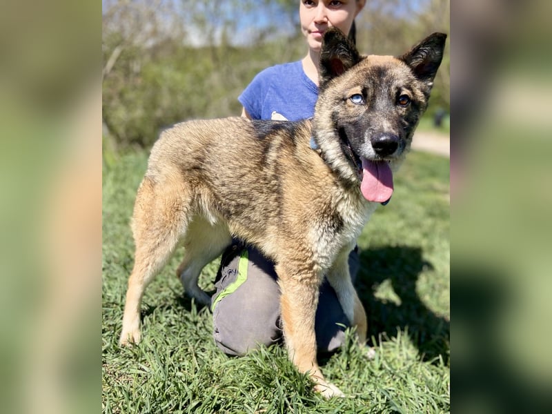 Wunderschöner, liebevoller Husky ähnlicher Junghund, 1J., kastriert*