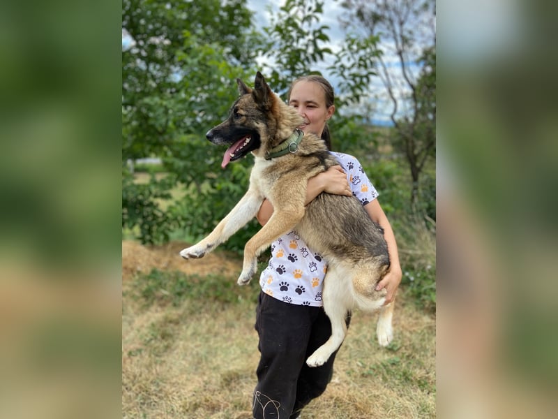 Wunderschöner, liebevoller Husky ähnlicher Junghund, 1J., kastriert*