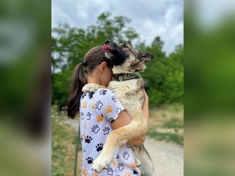 Wunderschöner, liebevoller Husky ähnlicher Junghund, 1J., kastriert*