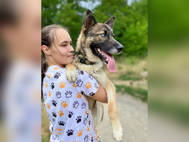 Wunderschöner, liebevoller Husky ähnlicher Junghund, 1J., kastriert*