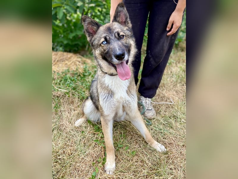 Wunderschöner, liebevoller Husky ähnlicher Junghund, 1J., kastriert*
