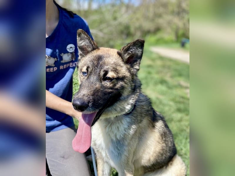 Wunderschöner, liebevoller Husky ähnlicher Junghund, 1J., kastriert*