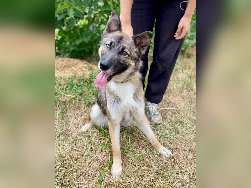 Wunderschöner, liebevoller Husky ähnlicher Junghund, 1J., kastriert*