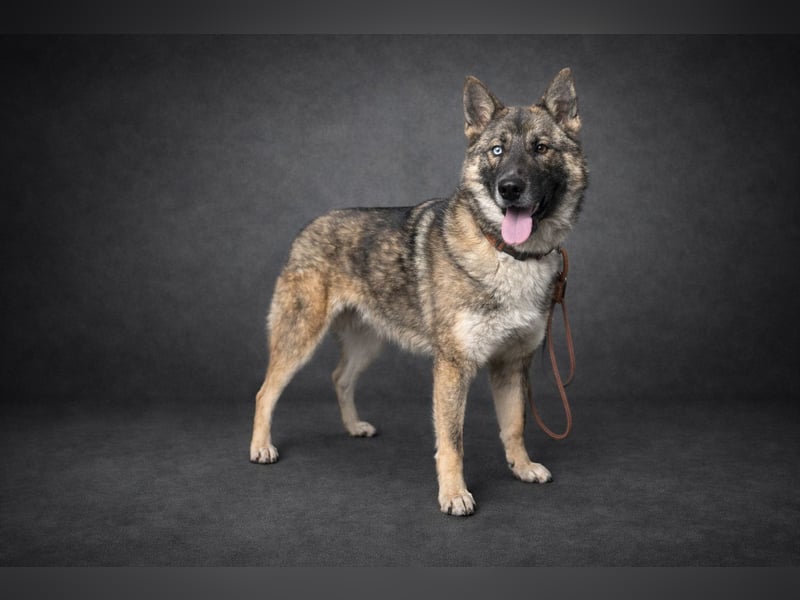 Wunderschöner, liebevoller Husky ähnlicher Junghund, 1J., kastriert*