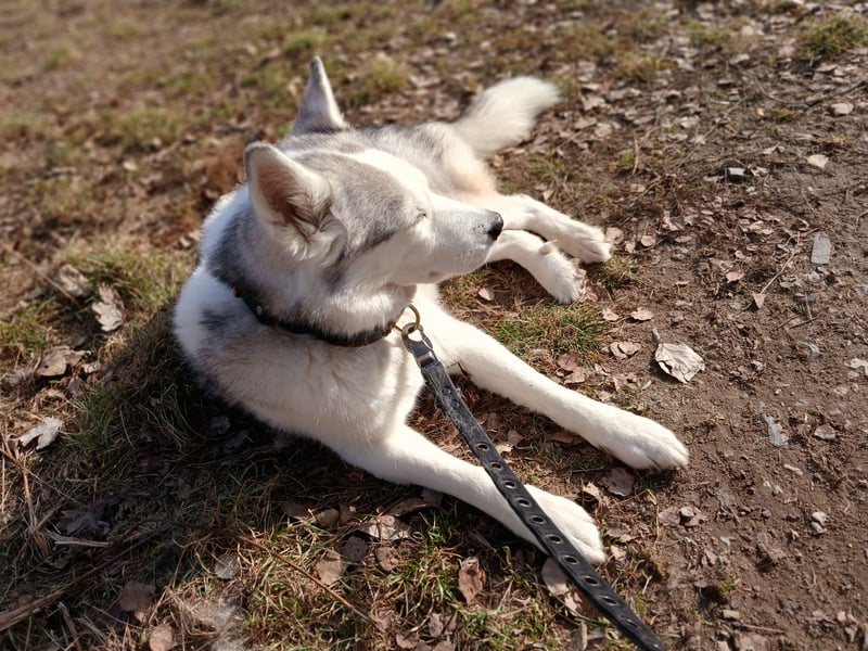 Hundedame sucht ihr Für-immer-Zuhause
