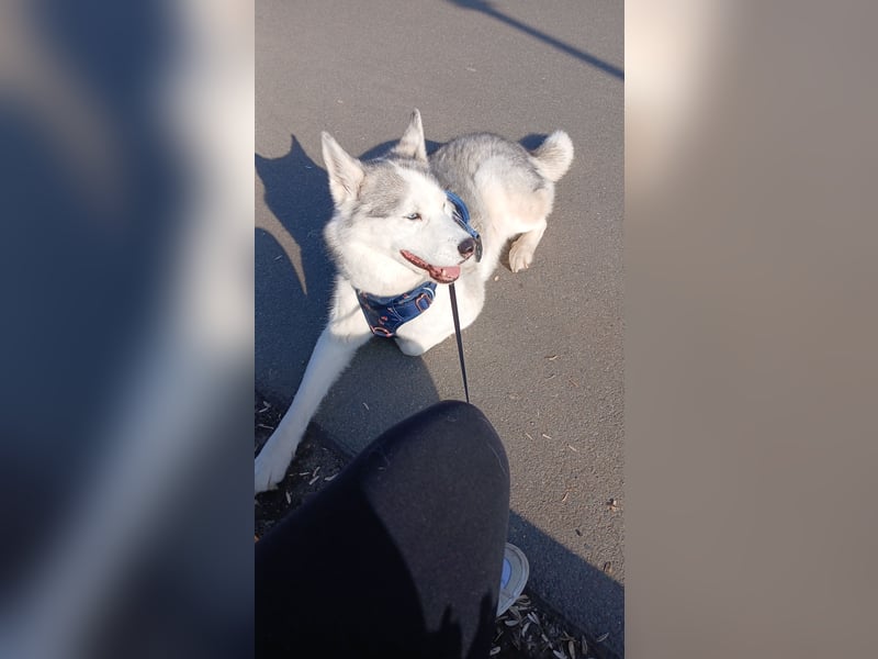 Hundedame sucht ihr Für-immer-Zuhause