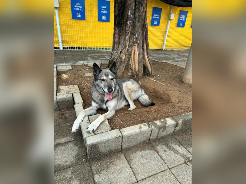 Leika, lieb treu mit mittlerem Temperament 2019 geb., 17 kg