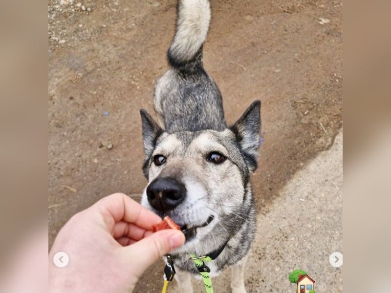 Leika, lieb treu mit mittlerem Temperament 2019 geb., 17 kg