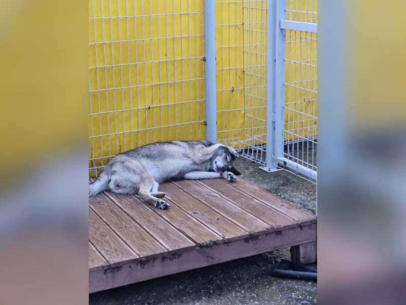 Leika, lieb treu mit mittlerem Temperament 2019 geb., 17 kg