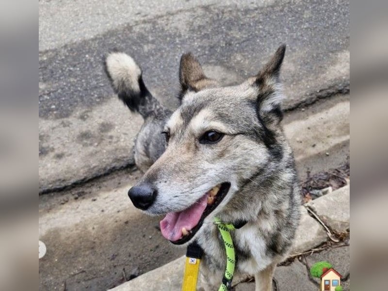 Leika, lieb treu mit mittlerem Temperament 2019 geb., 17 kg