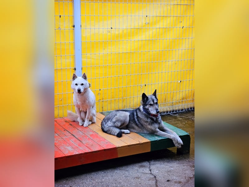 Leika, lieb treu mit mittlerem Temperament 2019 geb., 17 kg