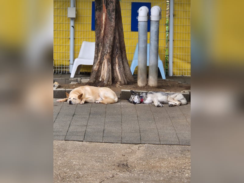 Leika, lieb treu mit mittlerem Temperament 2019 geb., 17 kg