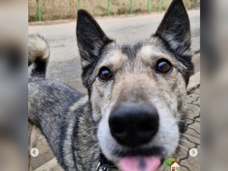 Leika, lieb treu mit mittlerem Temperament 2019 geb., 17 kg