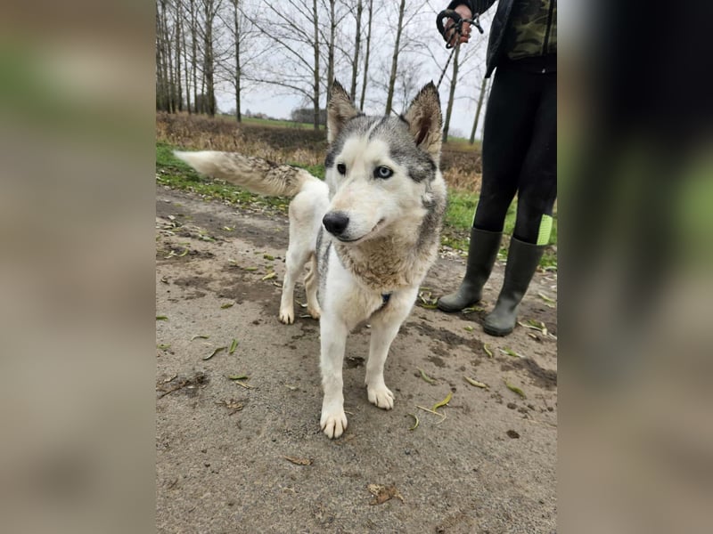 Notfall Gloria – sie braucht dringend Nähe statt Zwinger