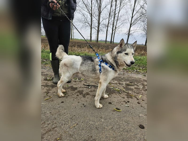 Notfall Gloria – sie braucht dringend Nähe statt Zwinger