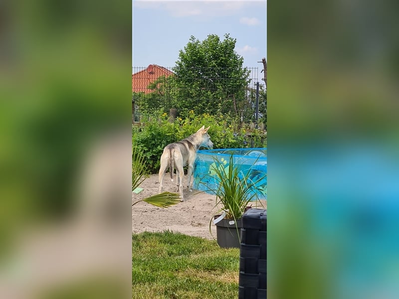 Hübsche aktive Hündin sucht nervenstarkes Zuhause